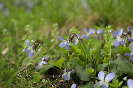 Beautiful wild violets blooming in the forest. spring flowersの写真素材