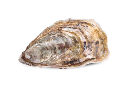 Fresh raw closed oyster isolated on whiteの写真素材
