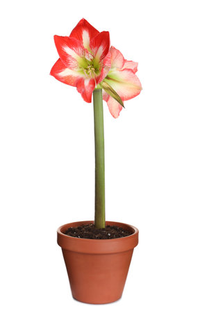 Beautiful red amaryllis flower isolated on whiteの写真素材