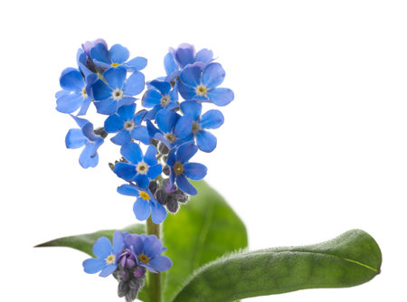 Beautiful blue Forget-me-not flowers isolated on whiteの写真素材