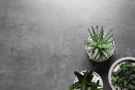 Beautiful Aloe and Haworthia in pots on gray table, flat lay with space for text. different house plantsの写真素材