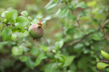 Closeup view of apple tree with unripe fruit outdoorsの写真素材
