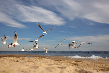 Beautiful seagulls at the beach on sunny dayの写真素材