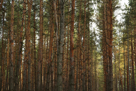 Beautiful pine forest with growing young trees
