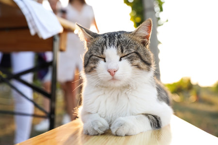 Beautiful cat lying on wooden bench outdoorsの写真素材