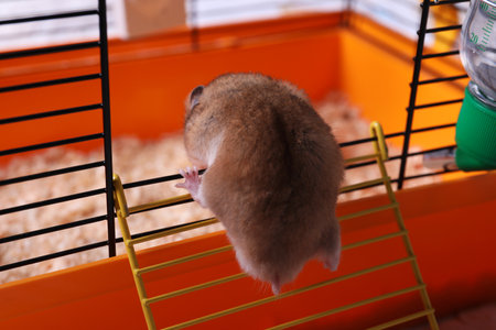 Cute fluffy hamster climbing into cage doorの写真素材