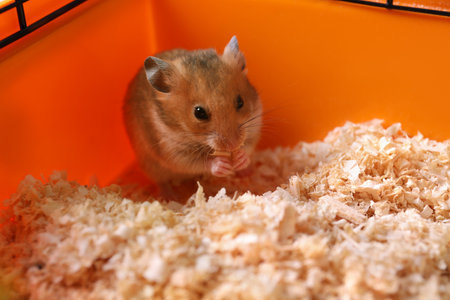 Cute little fluffy hamster playing in cageの写真素材