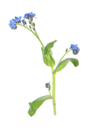 Beautiful blue Forget-me-not flowers isolated on whiteの写真素材