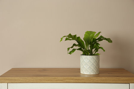 Beautiful fern in pot on wooden table, space for textの写真素材
