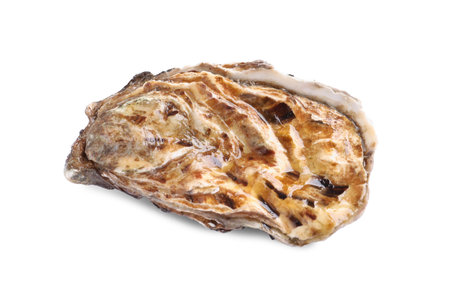 Fresh raw closed oyster isolated on whiteの写真素材