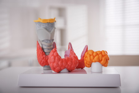 Thyroid gland models on white table in hospitalの写真素材