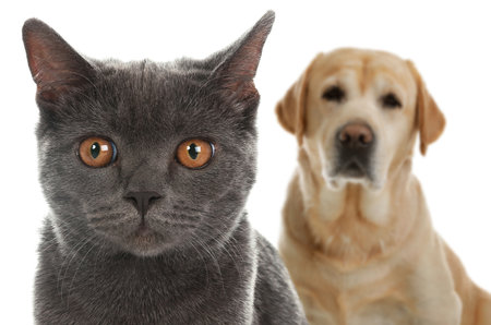 Adorable cat and dog on white backgroundの写真素材
