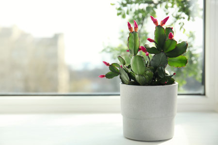 Beautiful Schlumbergera plant (Christmas or Thanksgiving cactus) in pot on window sill. Space for textの写真素材