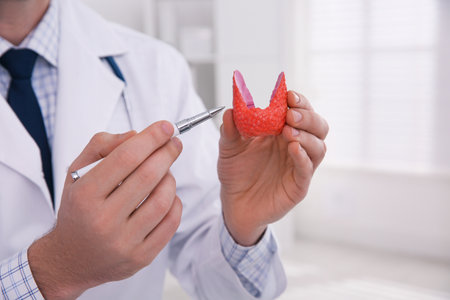 Doctor showing thyroid gland model in hospital, closeupの写真素材