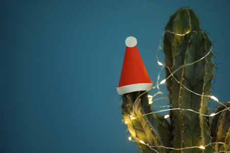 Cactus decorated with glowing fairy lights and santa hat on blue background, closeup. Space for textの写真素材