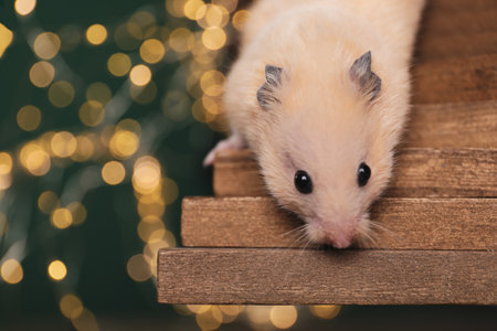 Cute little hamster on tiny wooden steps against blurred lights, closeup. Space for textの写真素材