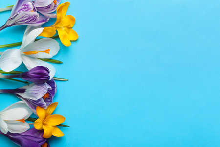 Beautiful crocus flowers on turquoise background, flat lay. Space for textの写真素材