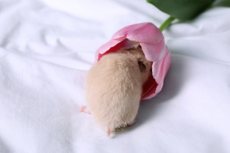 Cute little hamster smelling tulip on bedの写真素材