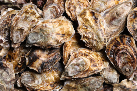 Fresh closed oysters as background, top viewの写真素材
