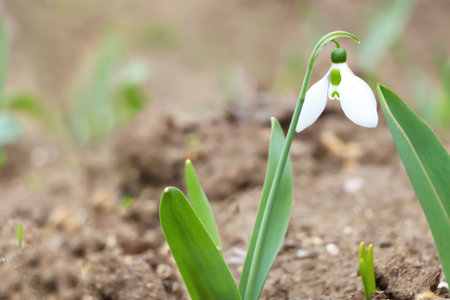 Beautiful snowdrop blooming in field, space for text. First spring flowersの写真素材