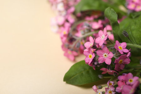 Beautiful pink forget-me-not flowers on beige background, closeup. Space for textの写真素材