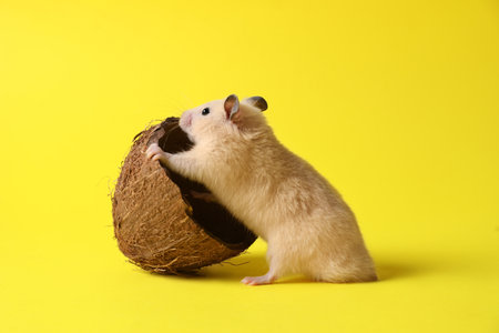 Curious hamster with coconut shell on yellow backgroundの写真素材