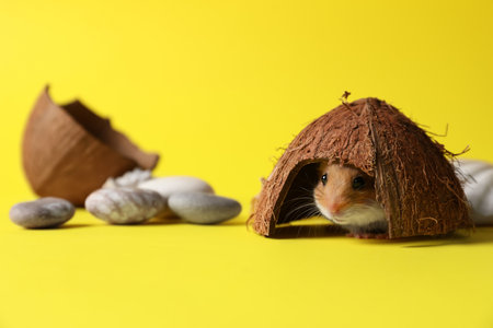 Adorable hamster in house made of coconut shell on yellow background. Space for textの写真素材