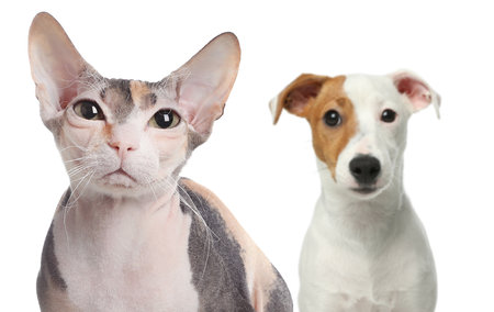 Adorable cat and dog on white backgroundの写真素材