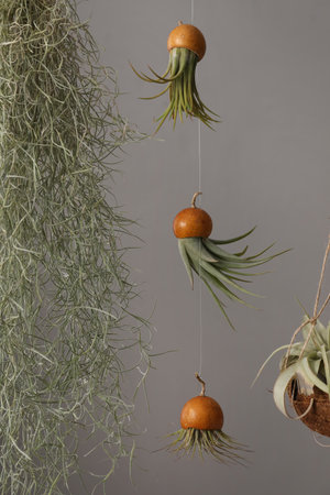 Tillandsia plants hanging on gray background. house decorの写真素材