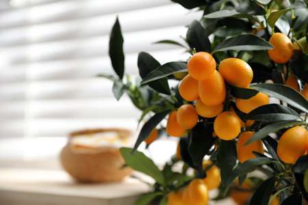 Kumquat plant with fruits on window sill, closeupの写真素材