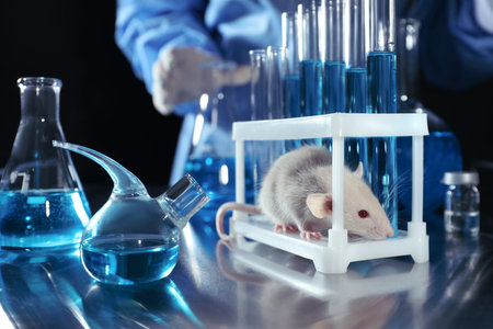 Rat on table in chemical laboratory. Animal testingの写真素材