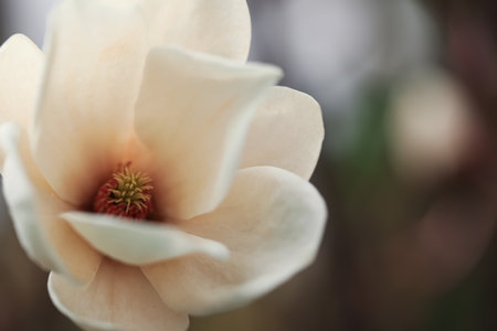 Beautiful blooming flower of magnolia tree on blurred background, closeup. Space for textの写真素材