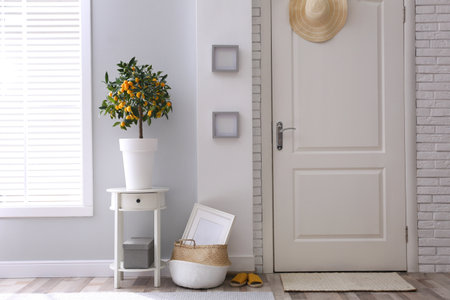 Potted kumquat tree in doorway. interior designの写真素材