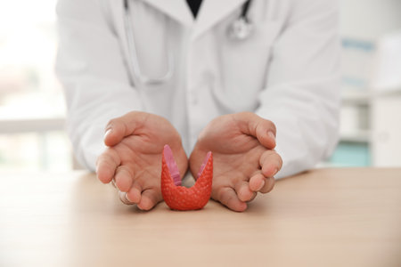 Doctor with plastic model of healthy thyroid at wooden table in office, closeupの写真素材
