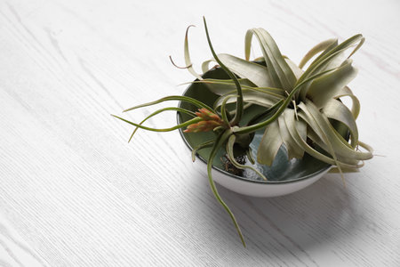 Beautiful tillandsia plants in bowl on white wooden table, space for text. house decorの写真素材