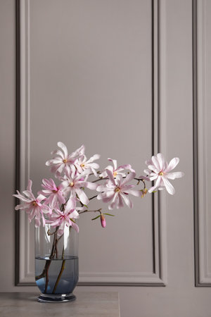 Magnolia tree branches with beautiful flowers in glass vase on table against gray backgroundの写真素材