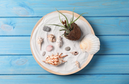 Beautiful tillandsia plant and seashells on light blue wooden table, top view. house decorの写真素材