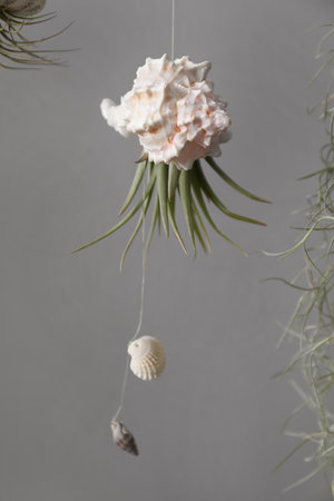 Tillandsia plants and seashells hanging on gray background. house decorの写真素材