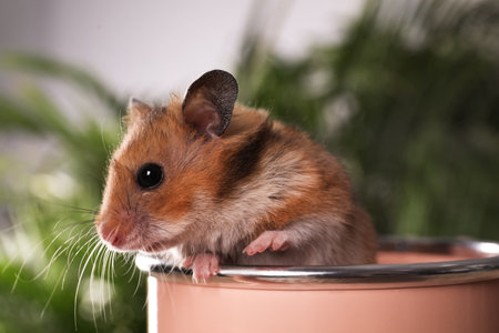 Cute little hamster looking out of pink can against blurred background, closeupの写真素材