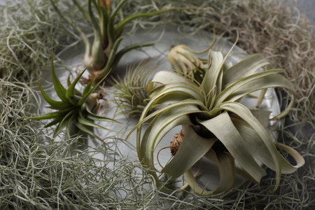 Different tillandsia plants on table, closeup. house decorの写真素材