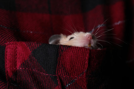 Cute little hamster in pocket of red flannel shirt, closeupの写真素材