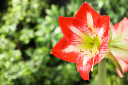 Beautiful red amaryllis flower on blurred background, closeupの写真素材