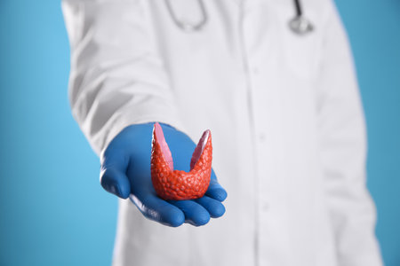 Doctor holding plastic model of healthy thyroid on light blue background, closeupの写真素材