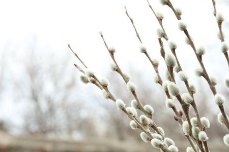 Beautiful fluffy catkins on willow tree outdoors, closeup. Space for textの写真素材