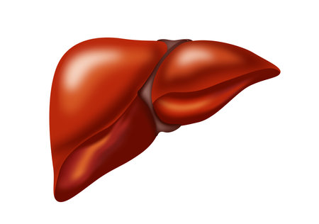 Illustration of liver on white background. human anatomyの写真素材