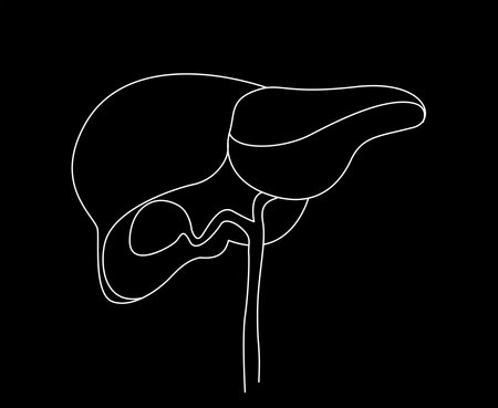 Illustration of liver on black background. human anatomyの写真素材