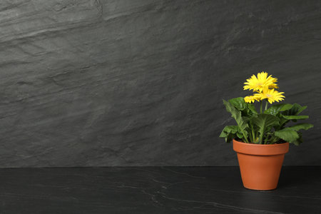 Beautiful blooming gerbera flower in pot on dark gray stone table, space for textの写真素材