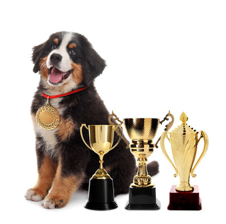 Cute Bernese Mountain dog with gold medal and trophy cups on white backgroundの写真素材