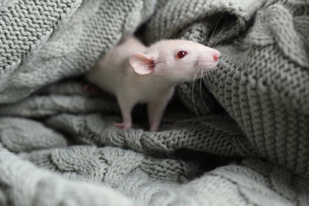 Cute small rat on green knitted blanketの写真素材