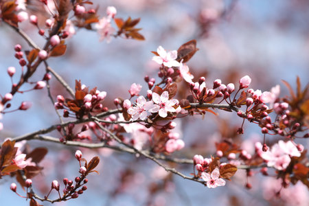 Beautiful spring pink blossoms on tree branches against blurred background, closeup